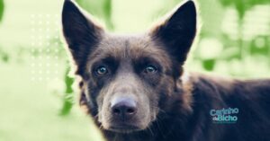 vacina contra Leishmaniose para cães
