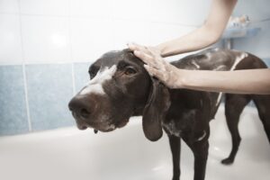 De quanto em quanto tempo preciso levar meu cão para tomar banho?