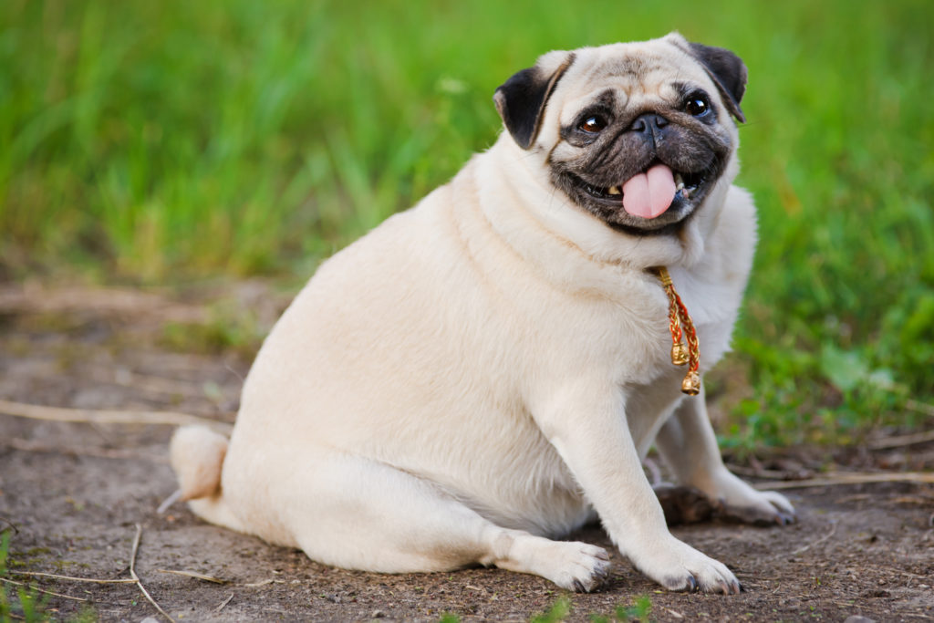 Obesidade em Cães